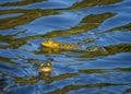 Marsh frogs in the pond`s water in spring