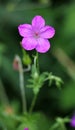 Marsh geranium (Geranium palustre) grows in nature Royalty Free Stock Photo