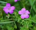 Marsh geranium (Geranium palustre) grows in nature Royalty Free Stock Photo