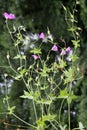 Marsh geranium (Geranium palustre) grows in nature Royalty Free Stock Photo