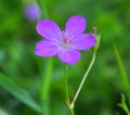 Marsh geranium (Geranium palustre) grows in nature Royalty Free Stock Photo