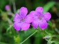 Marsh geranium (Geranium palustre) grows in nature Royalty Free Stock Photo