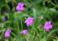 Marsh geranium (Geranium palustre) grows in nature Royalty Free Stock Photo
