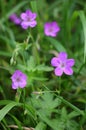 Marsh geranium (Geranium palustre) grows in nature Royalty Free Stock Photo