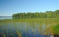 Marsh Grass on Basswood Lake