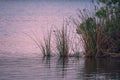 Marsh grass, and calm water surface of the lake reflects pink sky after sunset. Oso Flaco Lake natural area, CA Royalty Free Stock Photo