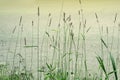 Marsh grass green abstract background. Close up Royalty Free Stock Photo