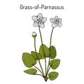 Marsh grass of Parnassus parnassia palustris , medicinal plant