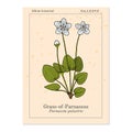 Marsh grass of Parnassus parnassia palustris , medicinal plant