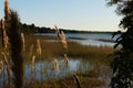 Lake Waccamaw Marsh Grass and Water Royalty Free Stock Photo