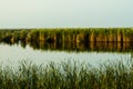 Marsh with grass reflecting in water at