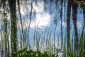 Marsh grass Royalty Free Stock Photo