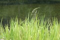 Marsh grass sedge natural background Royalty Free Stock Photo