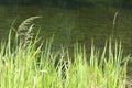 Marsh grass sedge natural background Royalty Free Stock Photo