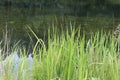 Marsh grass sedge natural background Royalty Free Stock Photo