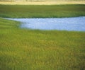 Marsh grass and water Royalty Free Stock Photo