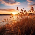 Marsh grasses at sunset in fall at Milford