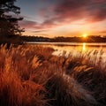 Marsh grasses at sunset in fall at Milford