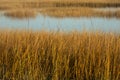 Marsh grasses at sunset in fall at Milford Point, Connecticut. Royalty Free Stock Photo