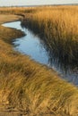 Marsh grasses at sunset in fall at Milford Point, Connecticut. Royalty Free Stock Photo