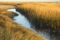 Marsh grasses at sunset in fall at Milford Point, Connecticut. Royalty Free Stock Photo