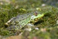 Marsh green big frog sitting in the water Royalty Free Stock Photo