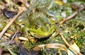 Marsh green big frog sitting in the water Royalty Free Stock Photo