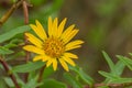 Marsh Gumplant Grindelia stricta flowering, California Royalty Free Stock Photo