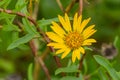 Marsh Gumplant Grindelia stricta flowering, California Royalty Free Stock Photo