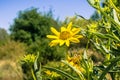 Grindelia stricta wildflower blooms on a sunny day, California Royalty Free Stock Photo