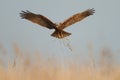 Marsh harrier Royalty Free Stock Photo