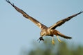 Marsh Harrier Royalty Free Stock Photo