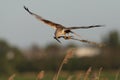 Marsh harrier Royalty Free Stock Photo