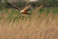 Marsh harrier