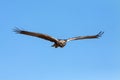 Marsh Harrier (Circus aeruginosus) female in Flight Royalty Free Stock Photo