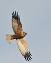 Marsh Harrier Circus aeruginosus Royalty Free Stock Photo