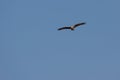 Marsh Harrier hunting at Elmley Marshes on a winter`s afternoon Royalty Free Stock Photo