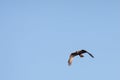 Marsh Harrier hunting at Elmley Marshes on a winter`s afternoon Royalty Free Stock Photo