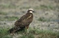 Marsh harrier, Circus aeruginosus Royalty Free Stock Photo