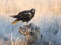 Marsh harrier, Circus aeruginosus