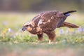 Marsh harrier female sideview Royalty Free Stock Photo