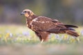 Marsh harrier female sideview Royalty Free Stock Photo