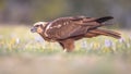 Marsh harrier female sideview Royalty Free Stock Photo