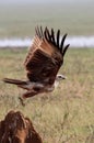 Marsh Harrier in Flight Royalty Free Stock Photo