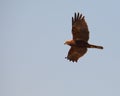 Marsh Harrier in flight Royalty Free Stock Photo