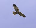 A Marsh Harrier In Flight and On Th e Hunt - Circus Aeruginosa Royalty Free Stock Photo