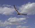 A Marsh Harrier In Flight and On Th e Hunt - Circus Aeruginosa Royalty Free Stock Photo