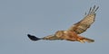 Marsh Harrier flying Royalty Free Stock Photo