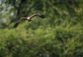 Marsh harrier Flying