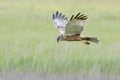 Marsh harrier hunting over cropfield